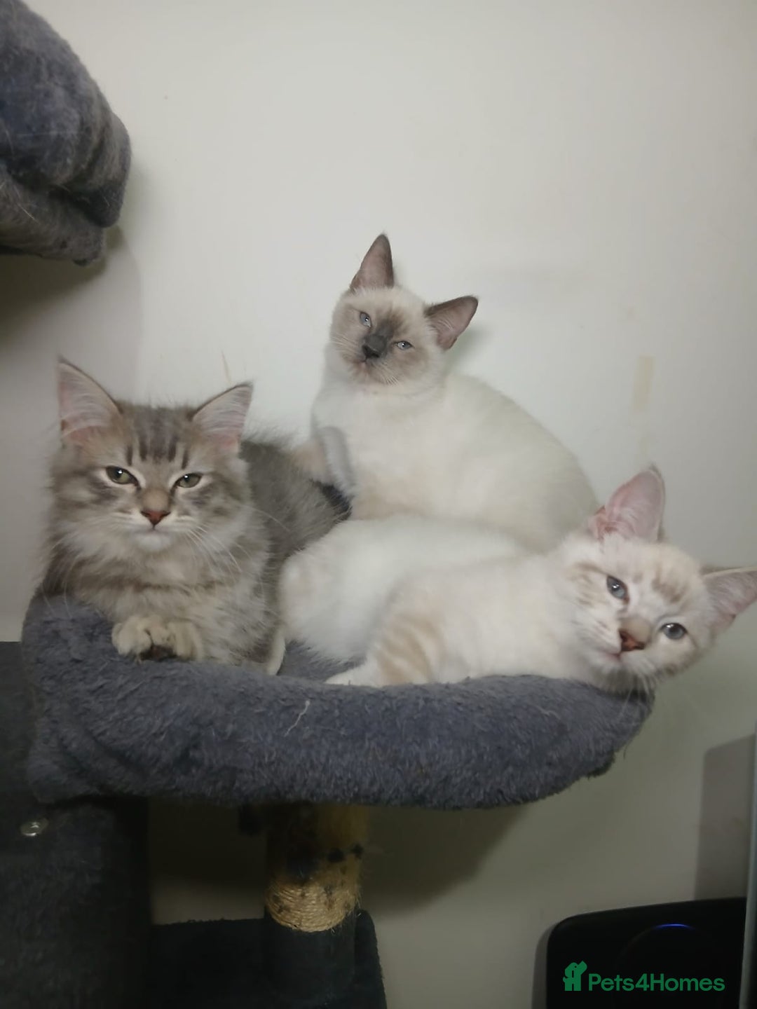 Ragdoll cats for sale: Ragdoll stunning kittens - Image 2