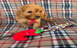 Cockapoo dogs for sale: Fantastic cockerpoos ready for new homes - Image 5