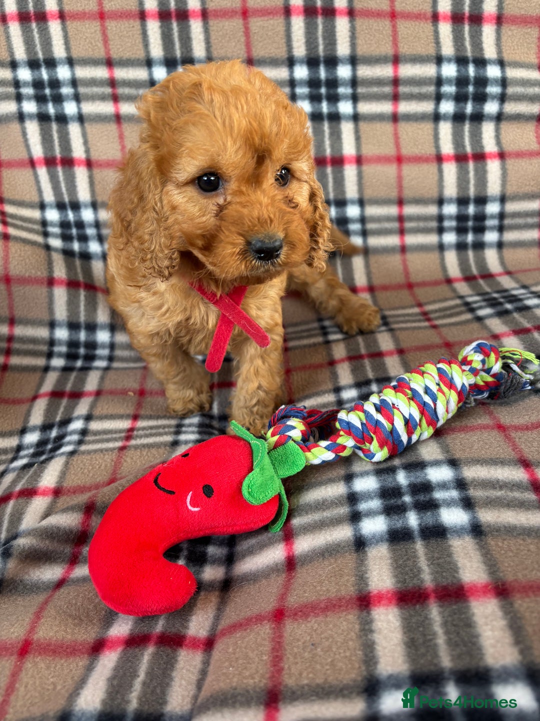 Cockapoo dogs for sale: Fantastic cockerpoos ready for new homes - Image 5