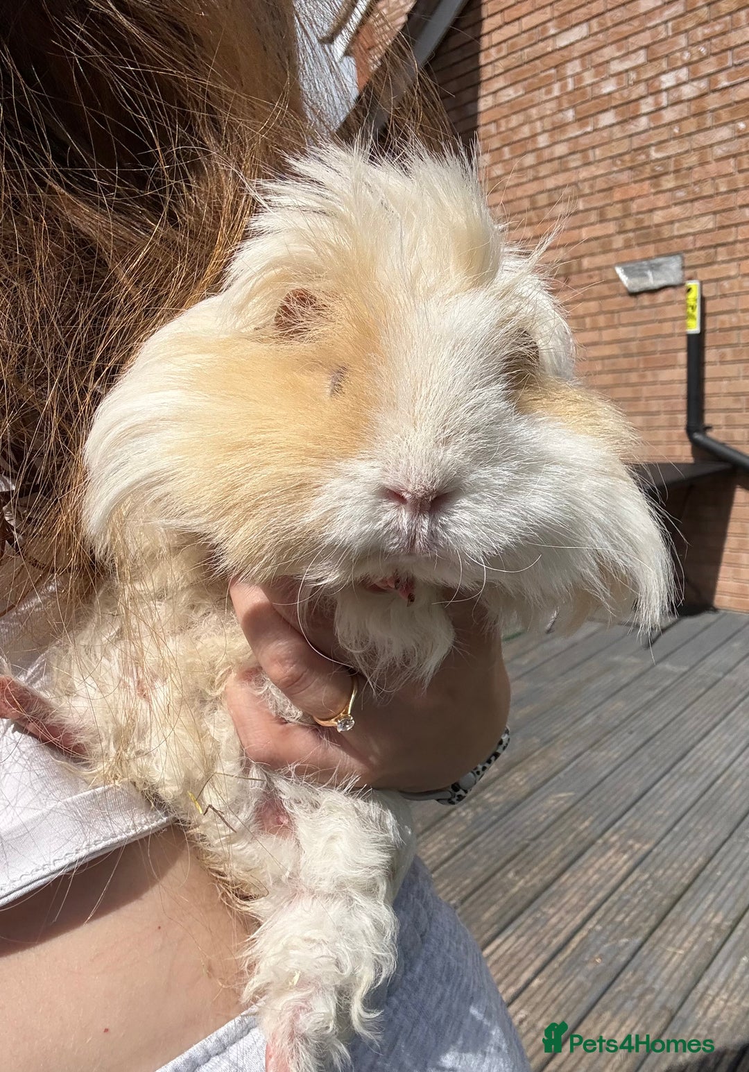 Guinea Pig rodents for sale: 2 female guinea pigs for sale  - Image 2