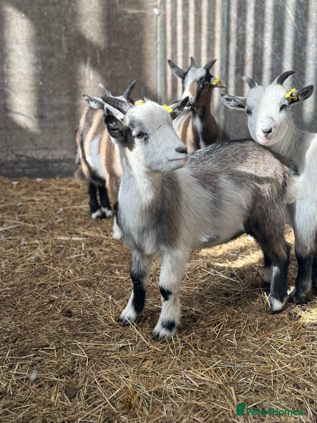 Goats livestock for sale: Hilarious friendly baby Pygmy kids for sale  - Image 5