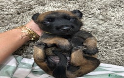 Belgian Shepherd Dog dogs for sale: Belgian Malinois puppies  - Image 17