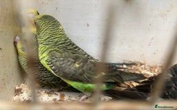 Budgerigars birds for sale: Budgies for sale, black wings, all in good health  - Image 13