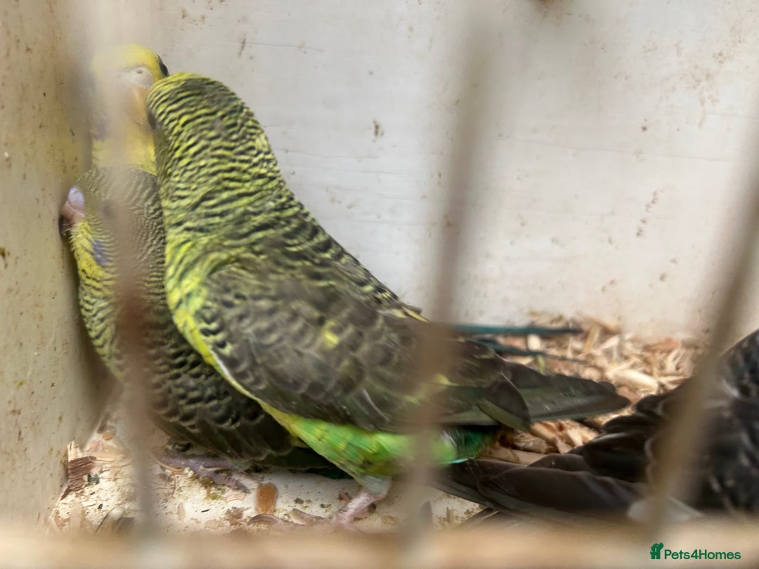 Budgerigars birds for sale: Budgies for sale, black wings, all in good health  - Image 13