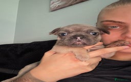 Mixed Breed dogs for sale: 5 week old Frenchie pups for sale - Image 5