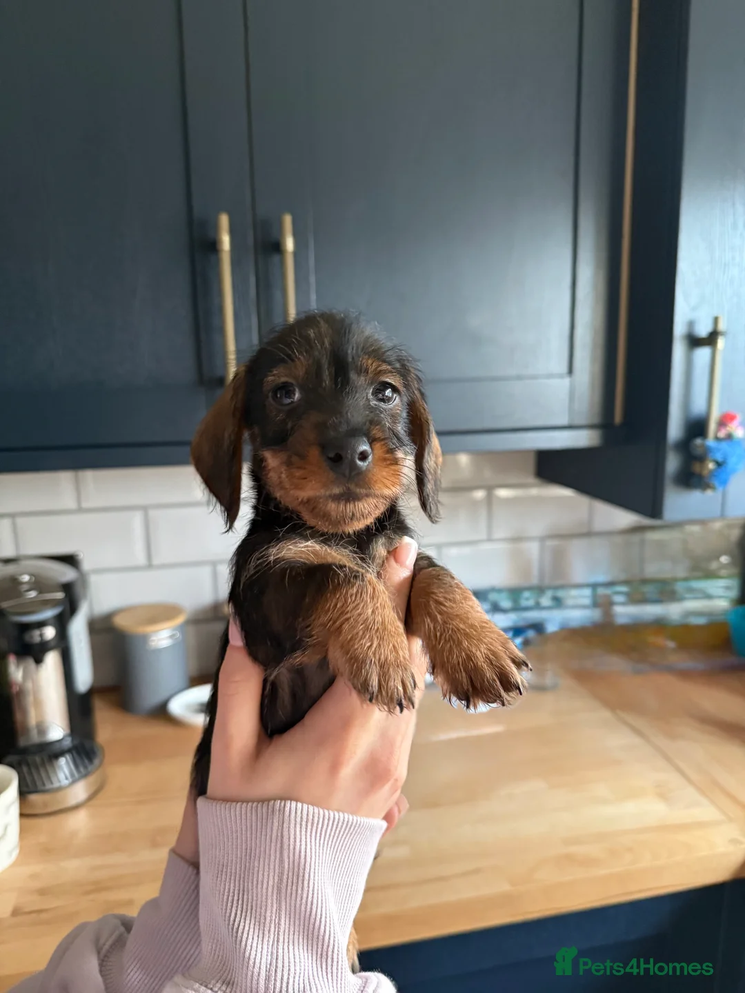 Dachshund dogs for sale: Wirehaired dachshund  in Shaftesbury - Advert 2