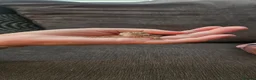 Bearded Dragon reptiles for sale: Baby bearded dragons citrus cross - Advert 12