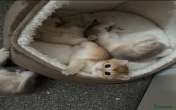 British Shorthair cats for sale: British Shorthair Golden kitten GCCF - Image 23