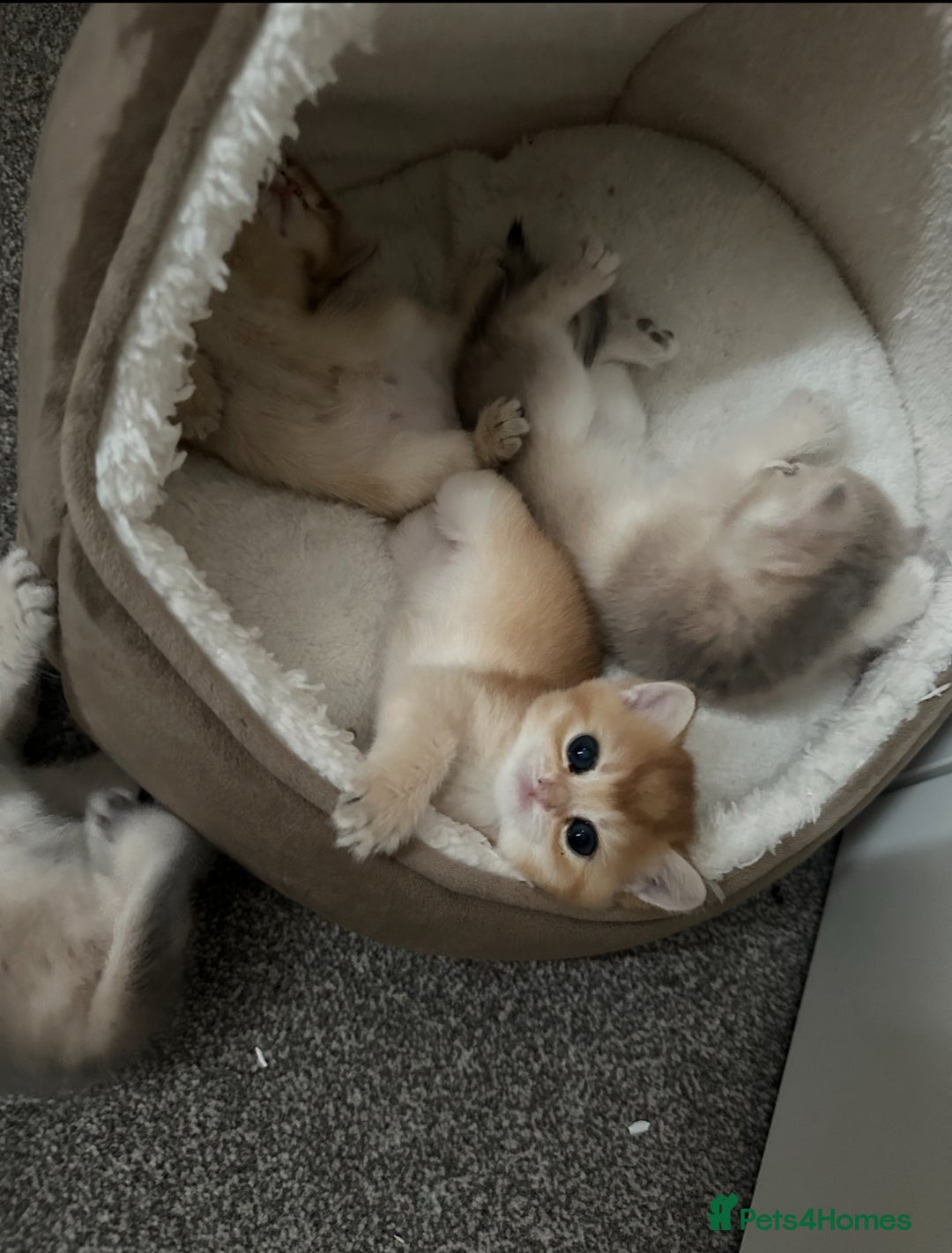 British Shorthair cats for sale: British Shorthair Golden kitten GCCF - Image 23