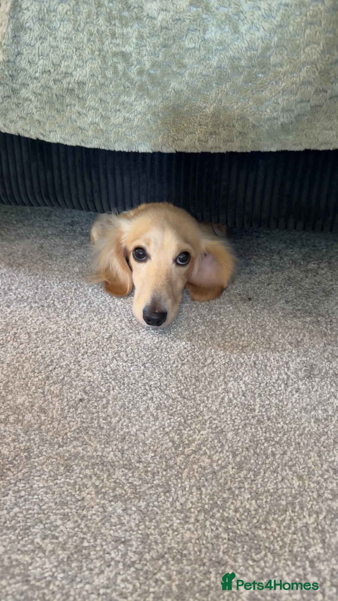 Miniature Dachshund dogs for stud: KC REGISTERED CREAM MINIATURE DACHSHUND FOR STUD - Advert 2
