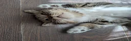 Exotic cats for sale: Beautiful exotic kittens - last beautiful boy  - Advert 7