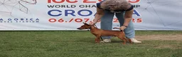Miniature Pinscher dogs for sale: Female Miniature Pinscher 18 Months – Show Quality - Advert 14