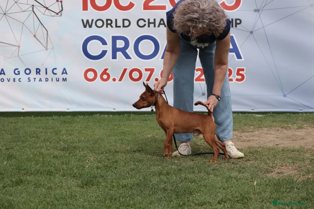 Miniature Pinscher dogs for sale: Female Miniature Pinscher 18 Months – Show Quality - Advert 14
