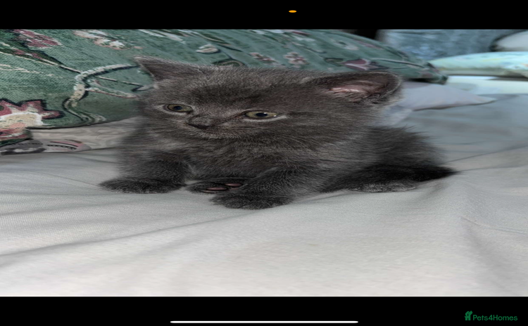 Russian Blue cats - Advert 1