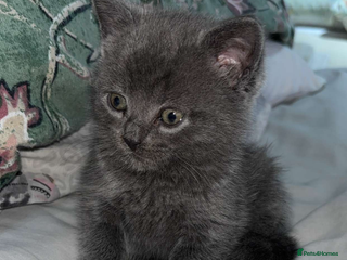 Russian Blue cats - Advert 6