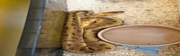 Python Snake reptiles for sale: Royal pythons  - Advert 22