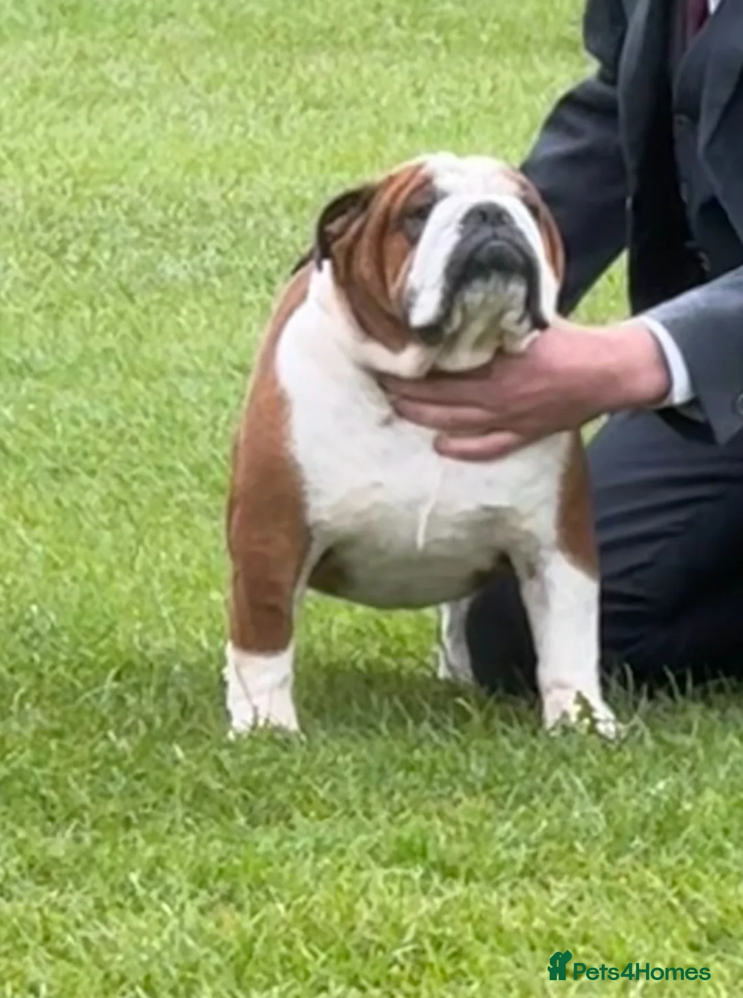 English Bulldog dogs for stud: Britishpride stud  in Manchester - Advert 4
