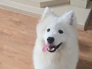 Samoyed dogs Female Samoyed looking for home - Advert 2