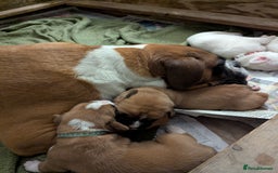 Boxer dogs for sale: Zero heart score mum. Only one puppy left - Image 3