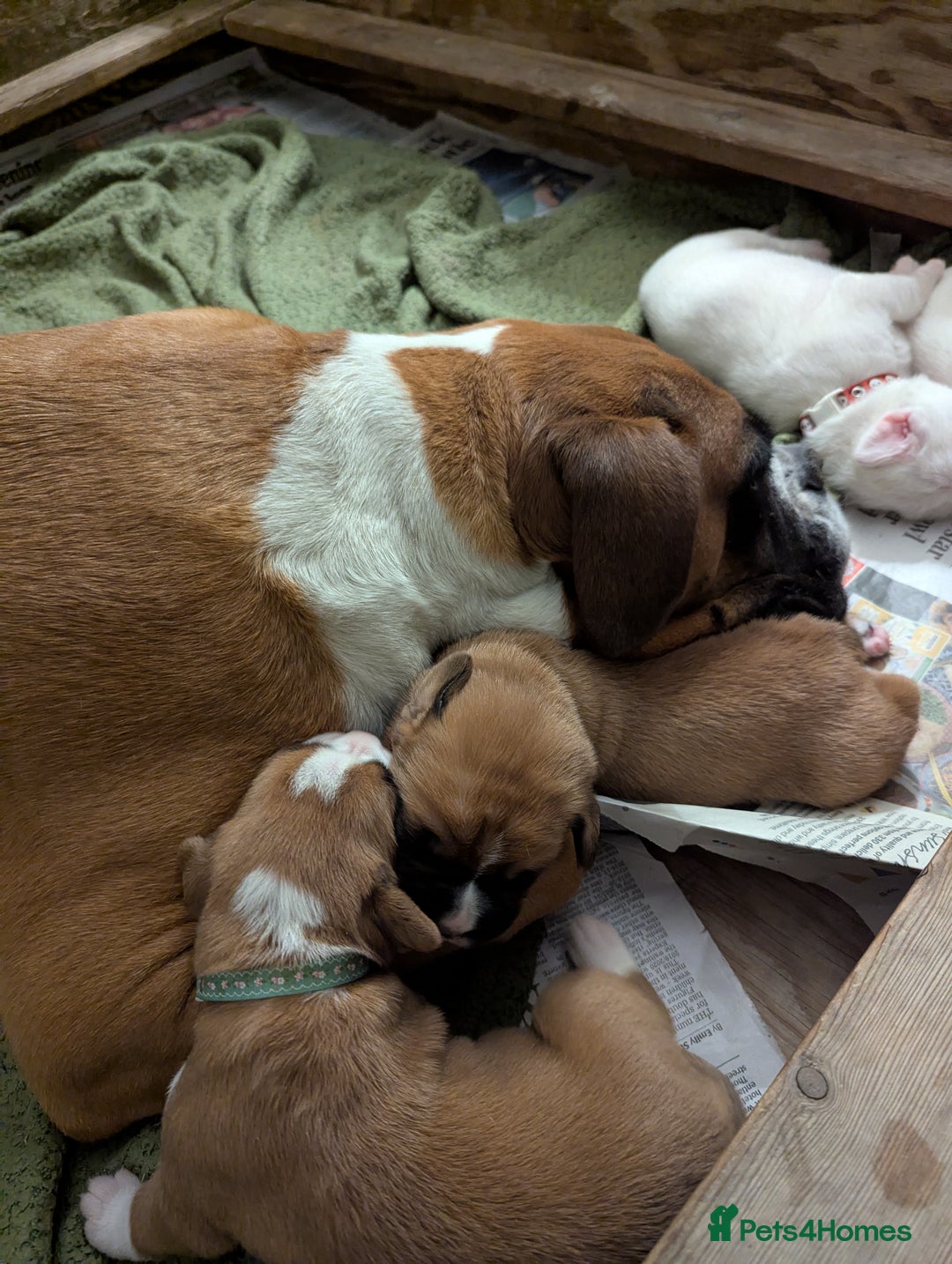 Boxer dogs for sale: Zero heart score mum. Only one puppy left - Image 3