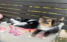 Mixed Breed cats for sale: 4 kittens ready next week - Image 2