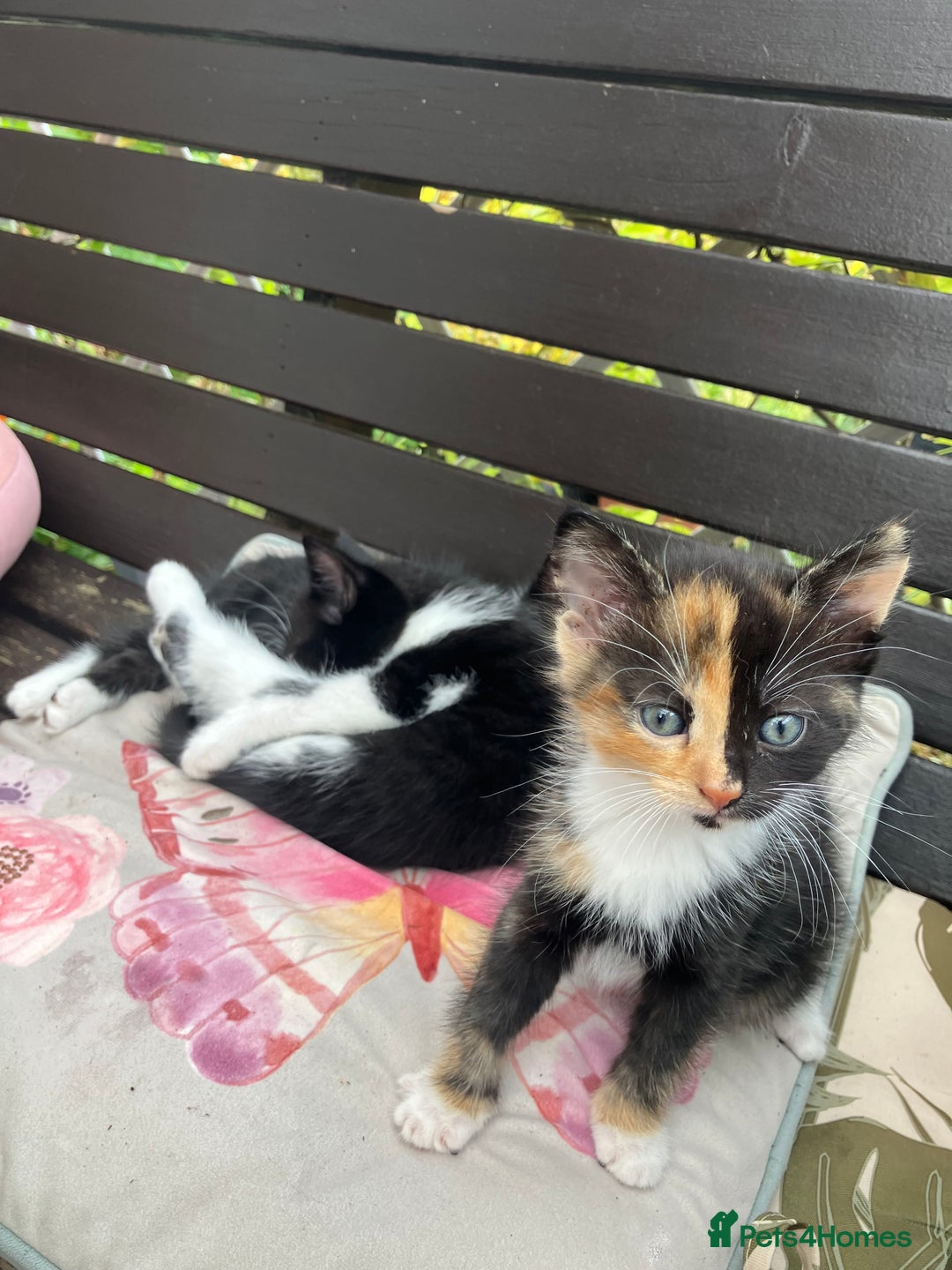 Mixed Breed cats for sale: 4 kittens ready next week - Image 2