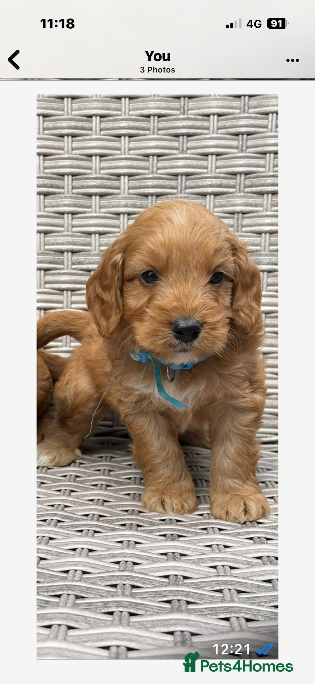 Cockapoo dogs for sale: 8 month cockapoo puppy  - Advert 9