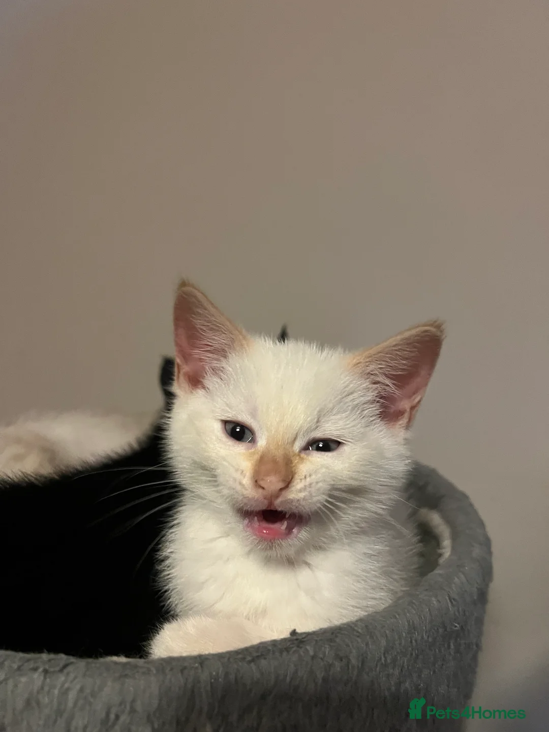 Mixed Breed cats for sale: Mixed Kittens - Advert 12