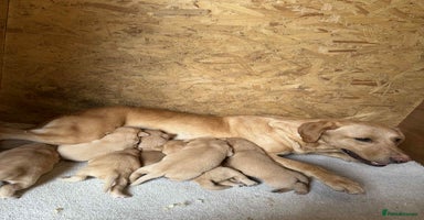Labrador Retriever dogs - Advert 5