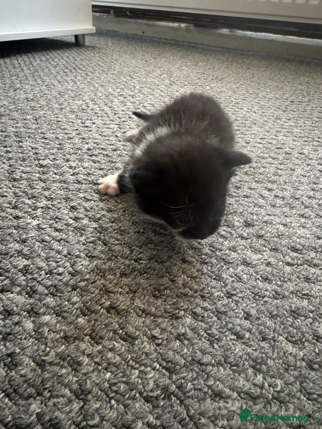 Mixed Breed cats for sale: Little kittens  - Advert 8