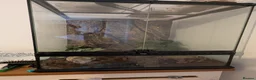 Tarantulas invertebrates for sale: Tliltocatl albopilosus (grey curly hair) in Crewe - Advert 2