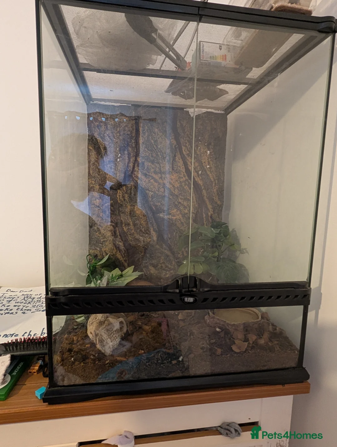 Tarantulas invertebrates for sale: Tliltocatl albopilosus (grey curly hair) in Crewe - Advert 2
