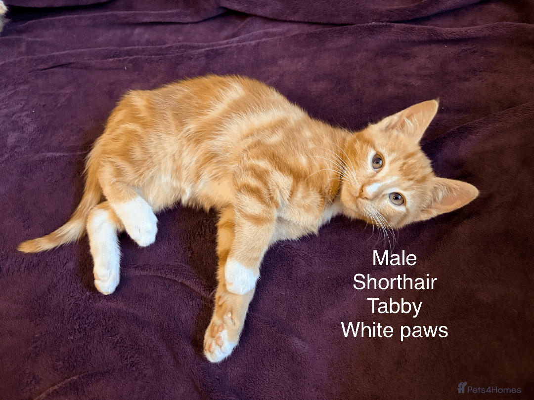 Mixed Breed cats for sale: Seven gingers, bundles of joy! - Advert 14