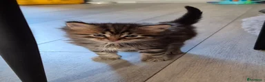 Siberian Kitten 6