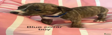 Staffordshire Bull Terrier 1