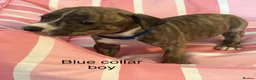 Staffordshire Bull Terrier dogs for sale: Stunning litter of Staffies  - Advert 29