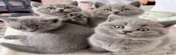 British Shorthair cats for sale: Chunky teddy bear GCCF British shorthair  - Advert 9