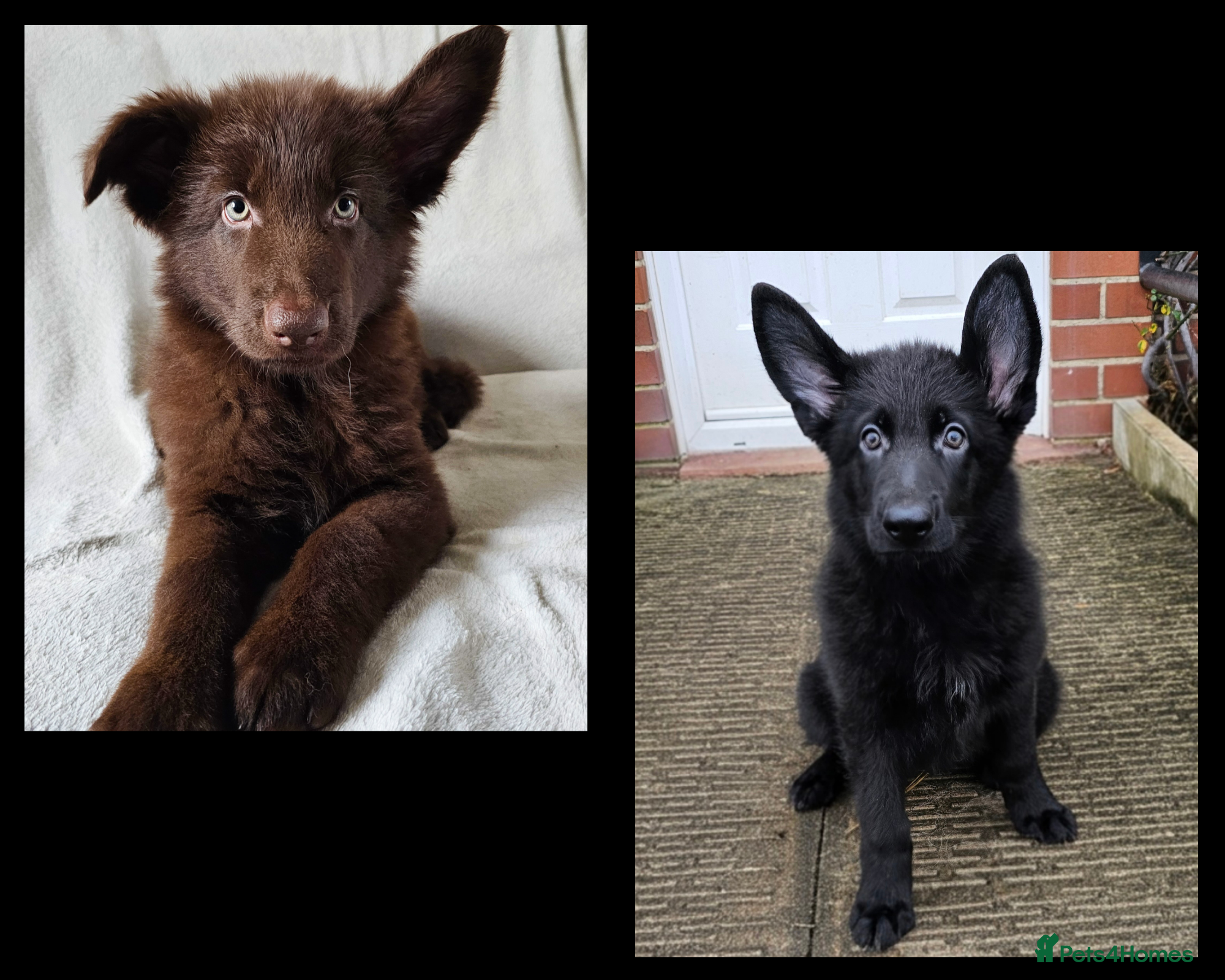 German Shepherd dogs 2 stunning short coated KC registered GSP's - Advert 9
