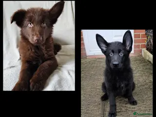 German Shepherd dogs 2 stunning short coated KC registered GSP's - Advert 2