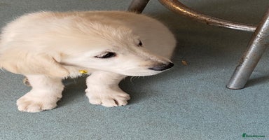 Golden Retriever dogs in Tiverton - Advert 9