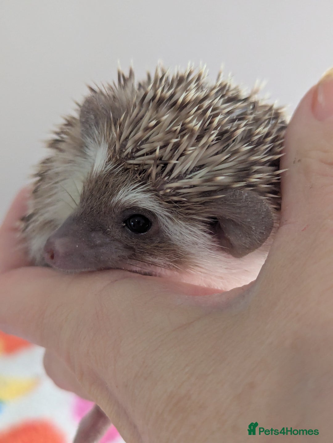 Pygmy Hedgehog rodents for sale: Last 2 Hoglets Remaining!! READY AND REDUCED!!! - Advert 8