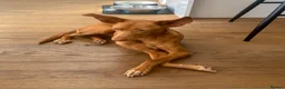 Ibizan Hound dogs for adoption: Cris - sweet female Podenco  in Ware - Advert 5