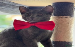 Oriental cats for sale: Ready now! Beautiful oriental mix kittens  - Image 26