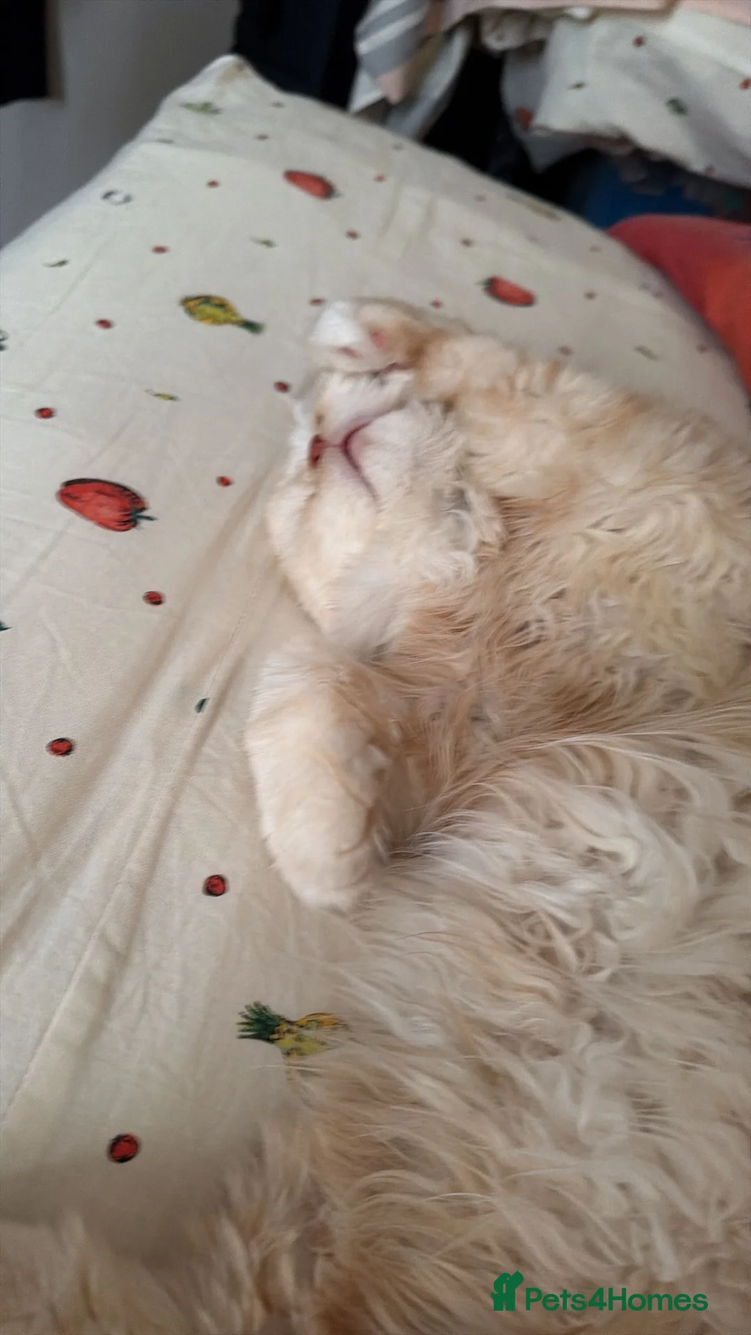 Persian cats for sale: Persian male for sale  - Advert 2