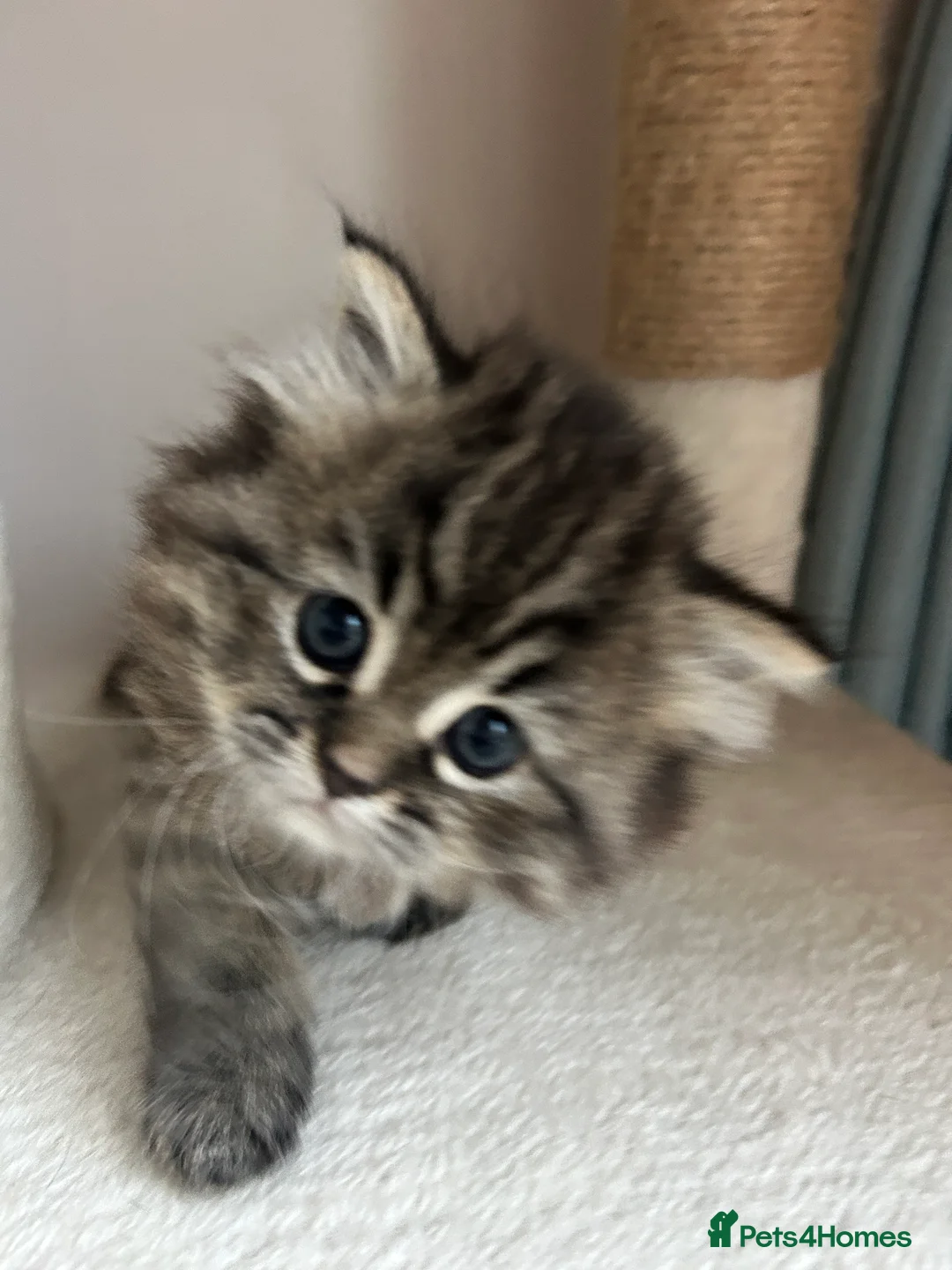 Persian cats for sale: Beautiful Blue Smoked Persian Kitten - Advert 5