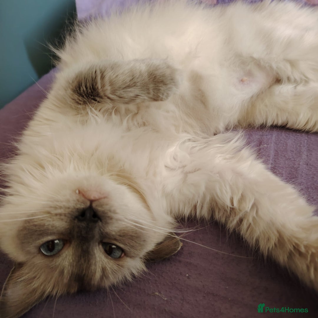 Ragdoll cats for sale: Female Ragdoll Cat - Image 6