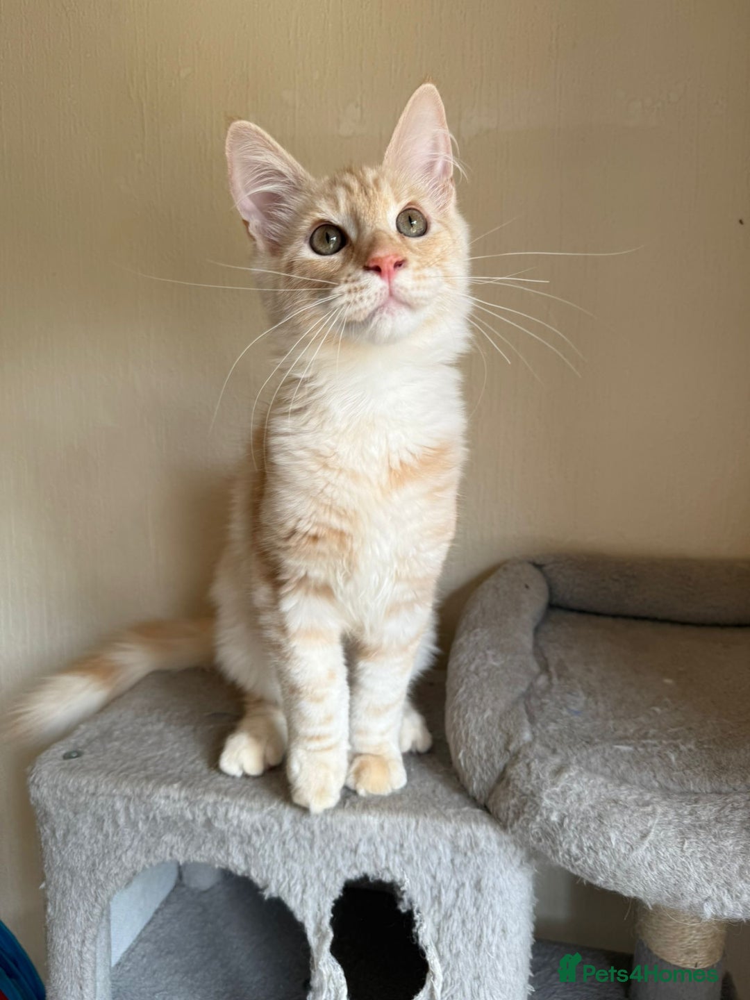 Maine Coon cats for sale: Stunning Maine coon kittens - Image 20