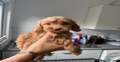 Cockapoo dogs - Advert 8
