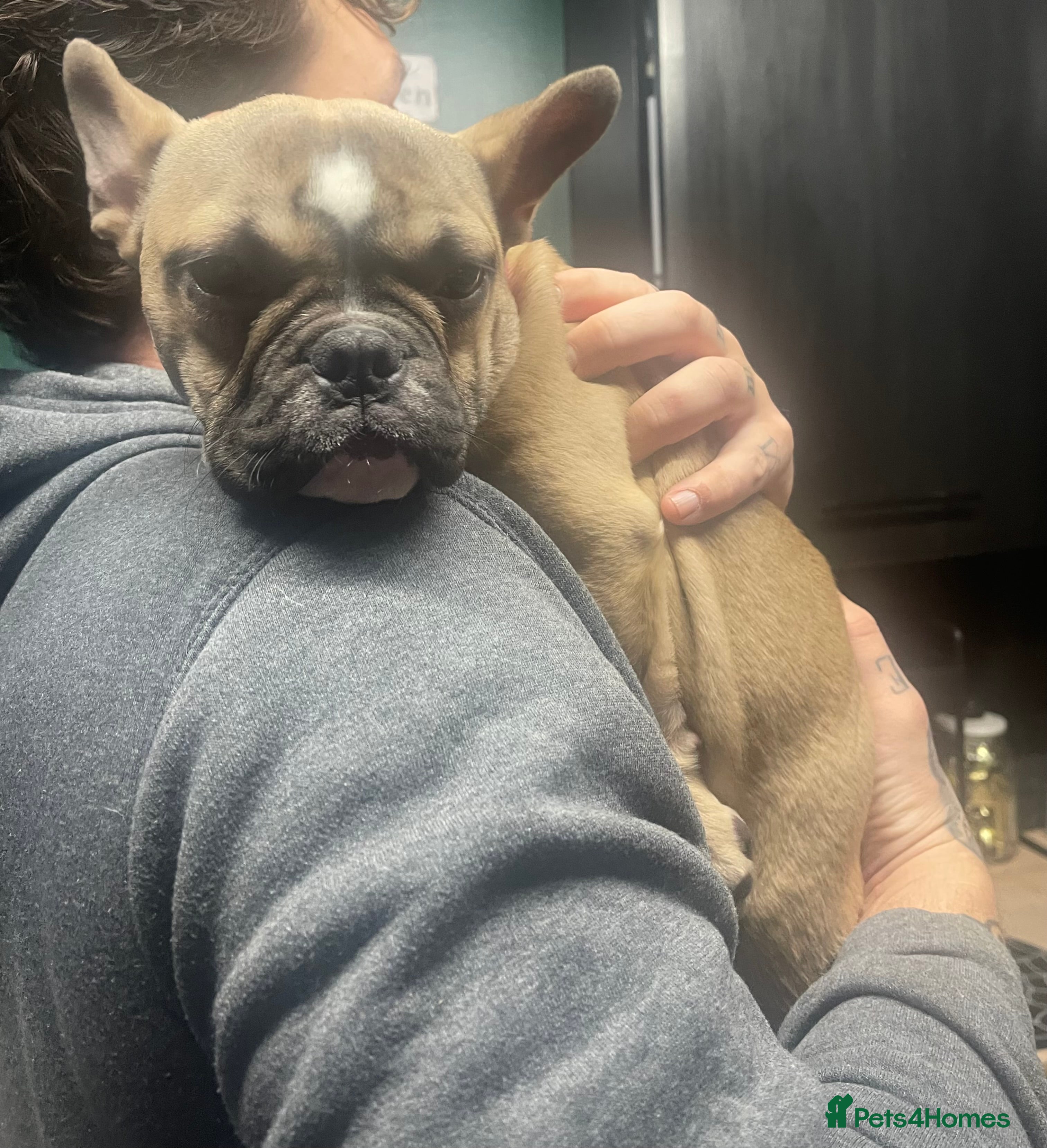 French Bulldog dogs Gorgeous Girl - Advert 3