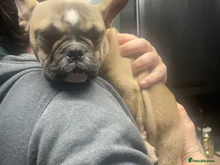 French Bulldog dogs Gorgeous Girl - Advert 3